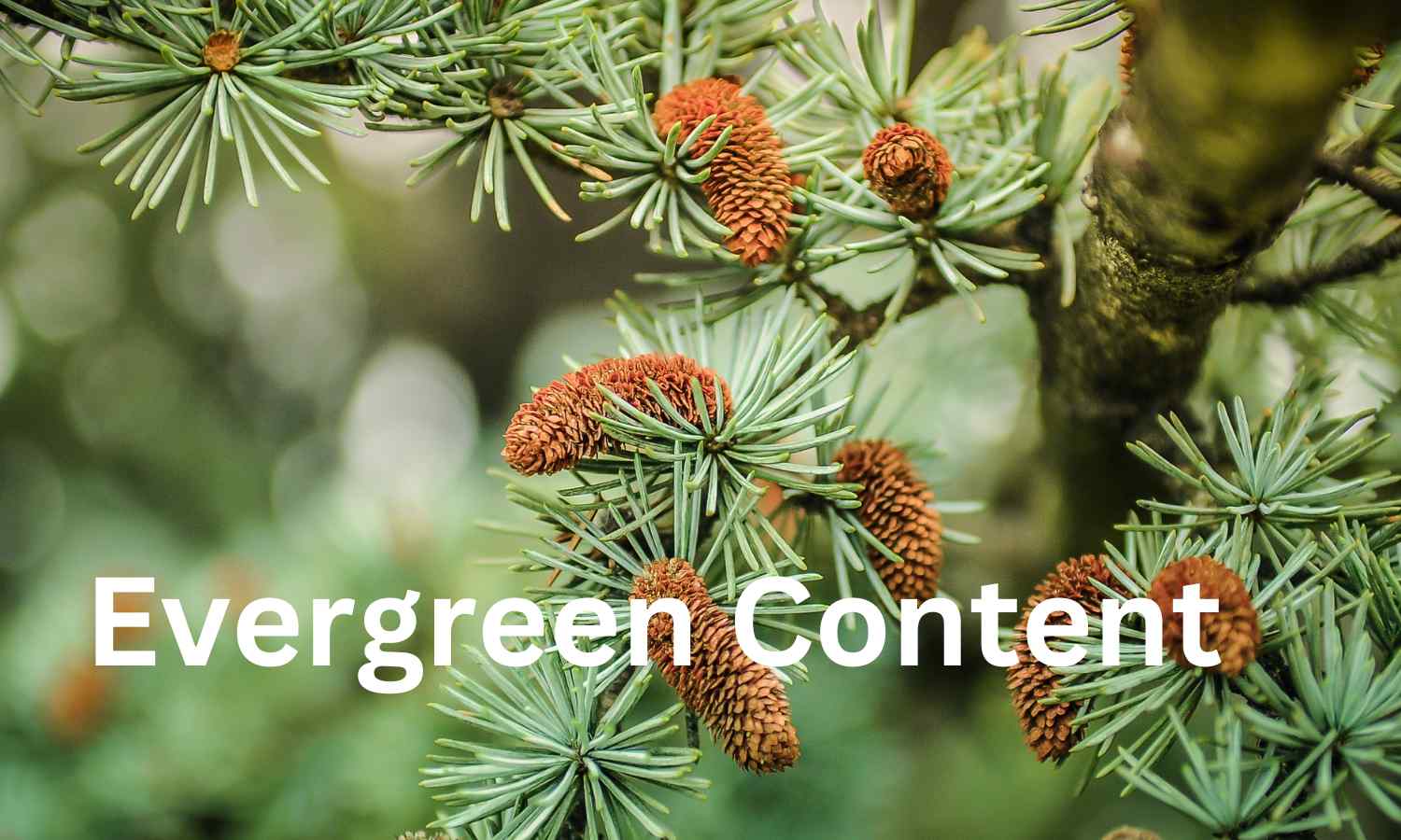 The Ultimate Guide to Evergreen Content and Its Value in Marketing